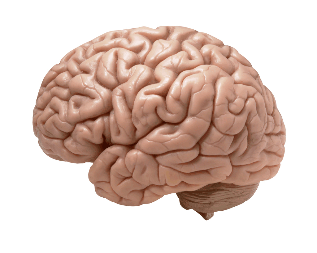 Brain In Profile